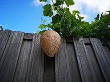 Afbeelding in Gallery-weergave laden, De Originele WESPWEG™
